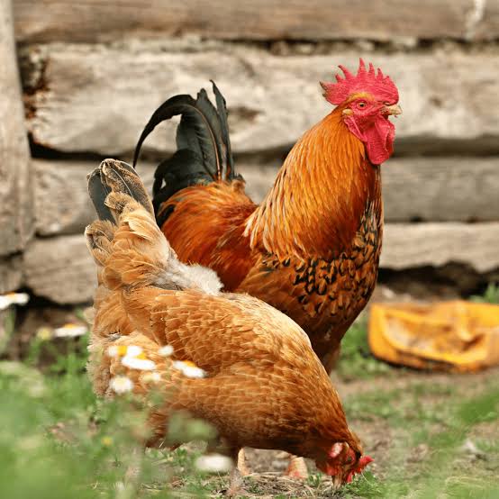 Broiler feed